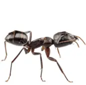 ant control huntsville