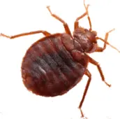 bed bug control huntsville