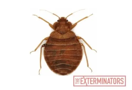 bed bug exterminator huntsville