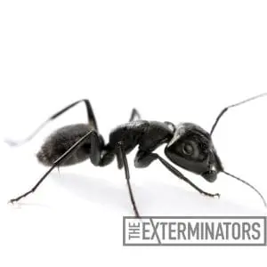 carpenter ant control huntsville