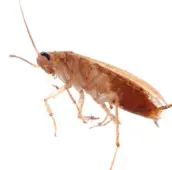 cockroach control huntsville