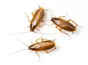 cockroach treatment pest control huntsville
