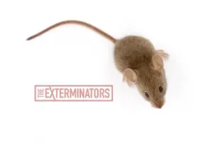 mice exterminator huntsville