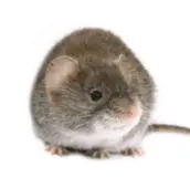 mouse control huntsville