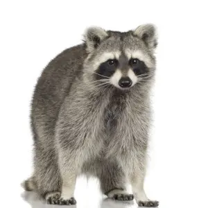 raccoon removal huntsville