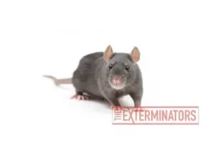 rat exterminator huntsville