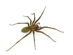 spider control huntsville
