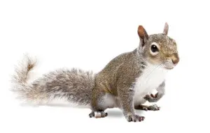 squirrel removal huntsville