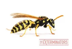 wasp removal huntsville